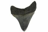 Fossil Megalodon Tooth - South Carolina #180918-1